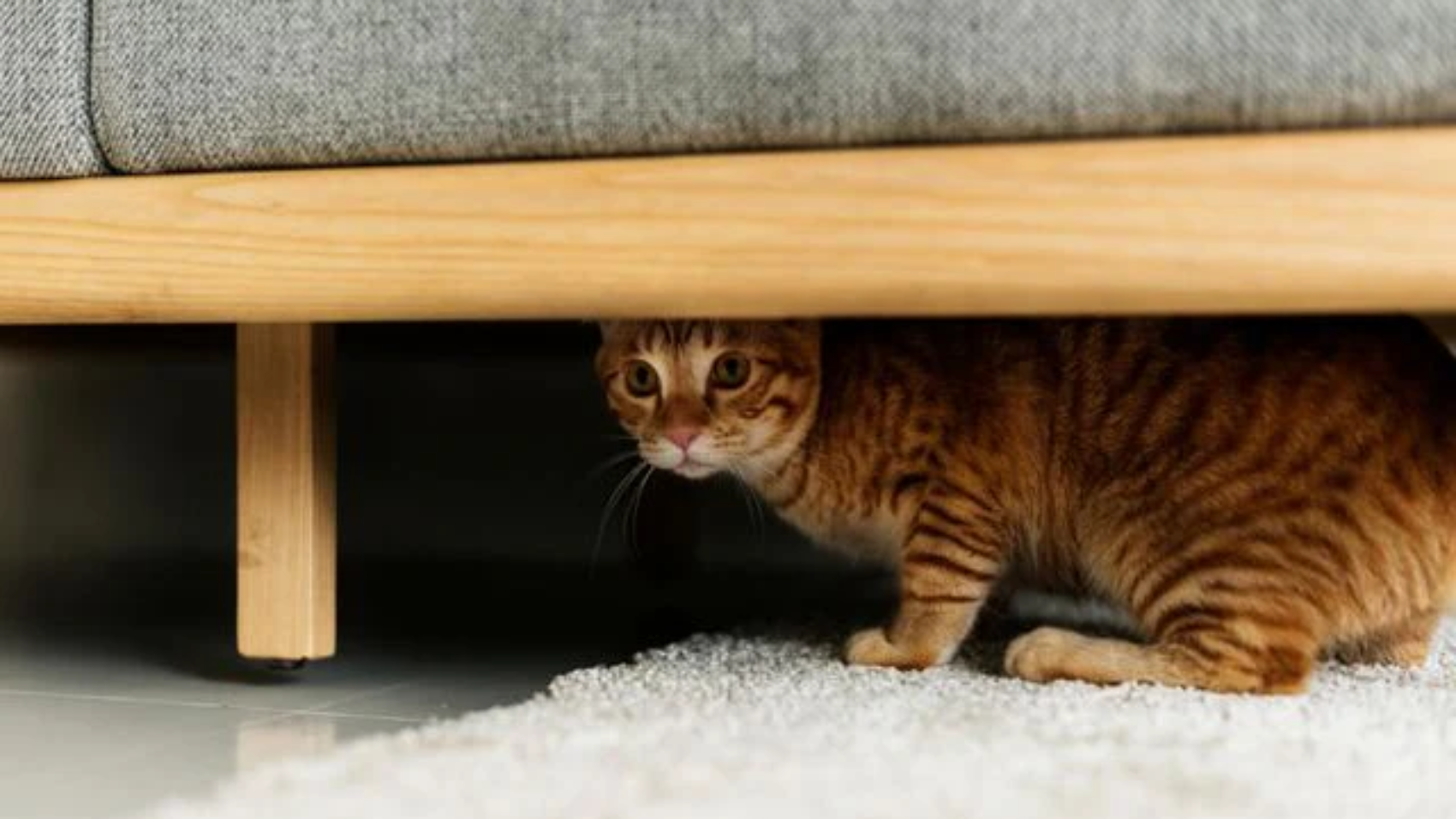 Small-new_cat_hiding_3_ce32cbf5-e7bd-451a-a785-479dbad186e1