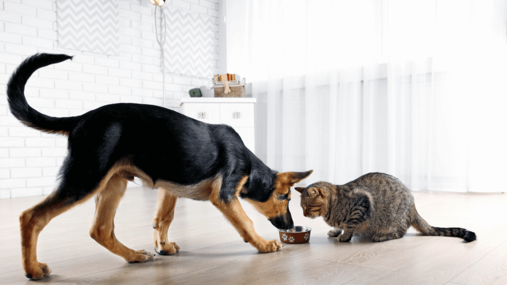 pet nutrition for cats and dogsat a healthy weight