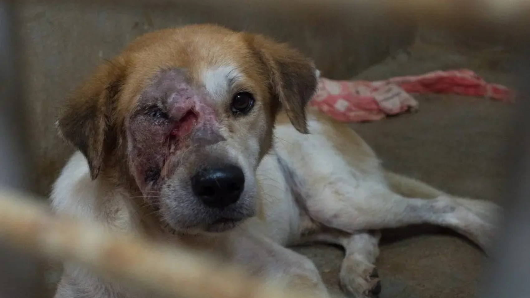 24210208_10155682985175240_7790744191448265111_o-1080x675