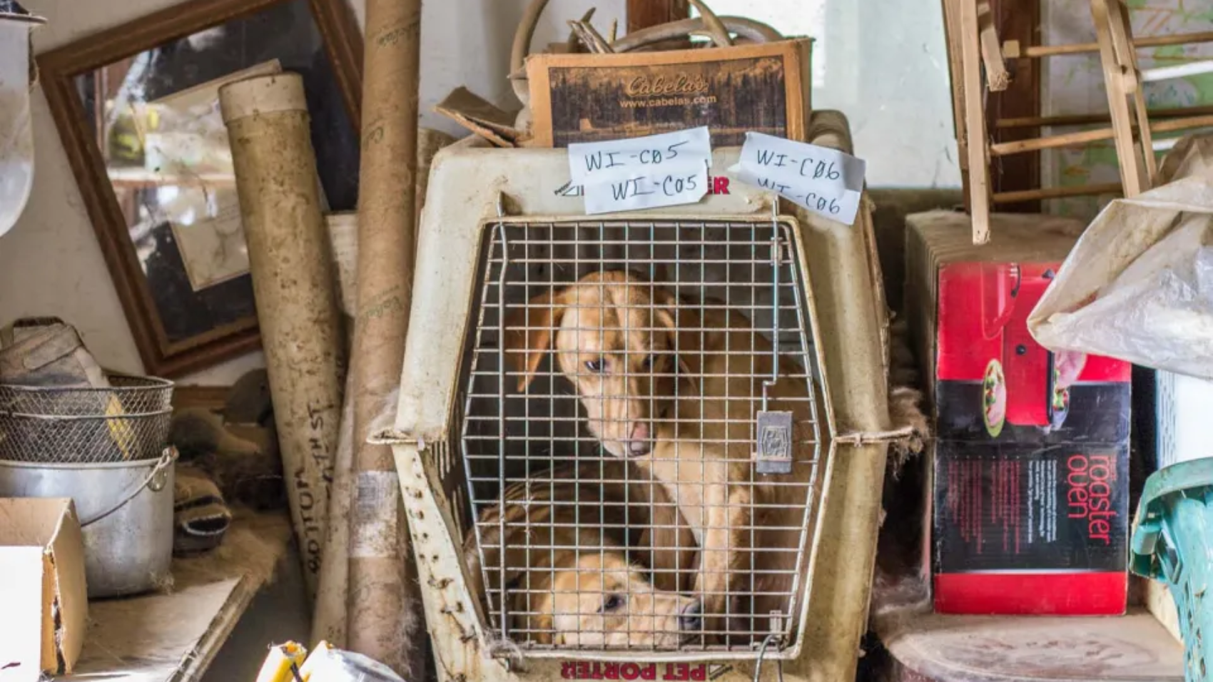 dogs in cage