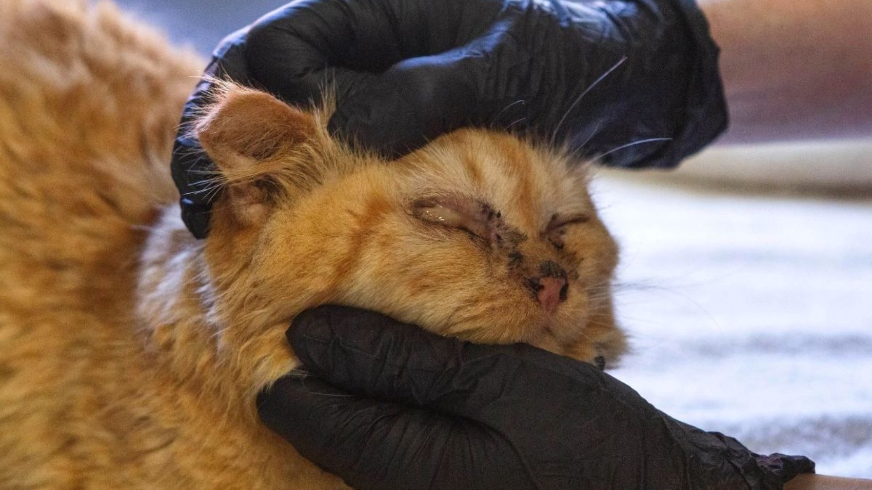 f5489976-da70-a9b0-6170-84de8daf7d24