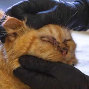 f5489976-da70-a9b0-6170-84de8daf7d24