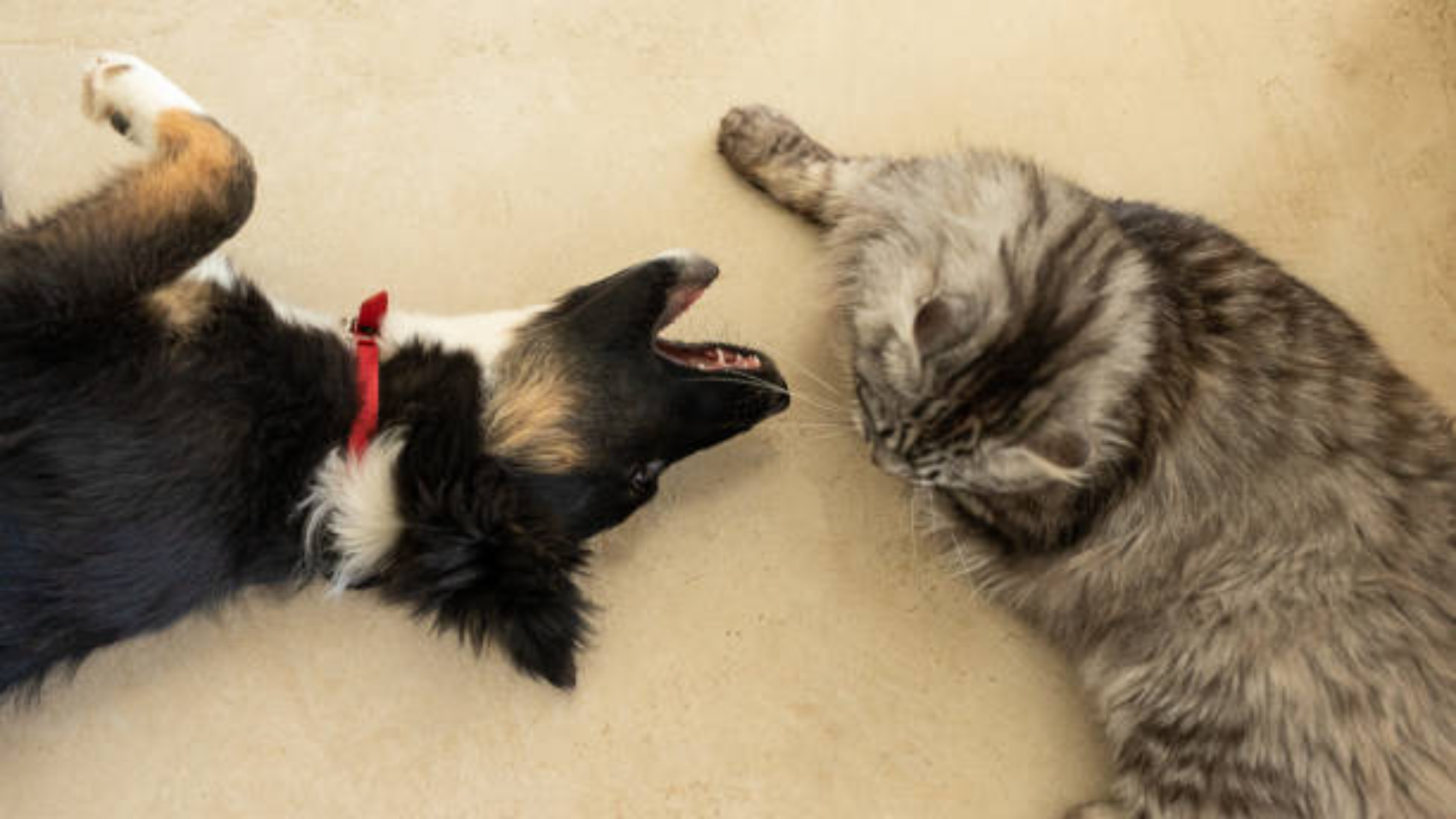 Puppy and cat playing and fighting in the living room - Buenos Aires - Argentina