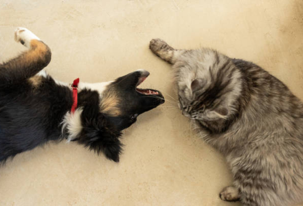 Puppy and cat playing and fighting in the living room - Buenos Aires - Argentina