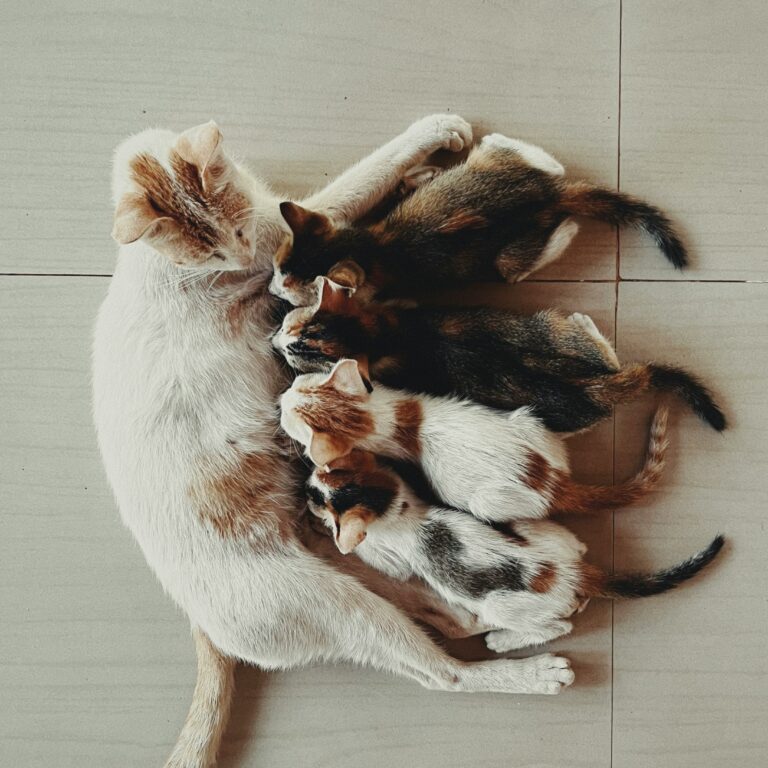 slava-taukachou-7JuZAiZuXEQ-unsplash